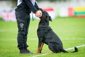 Sporthund beim Training