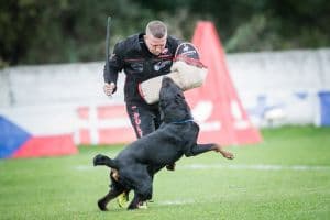 Rottweiler beim Springen