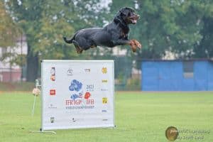 Hundesport Wettbewerb